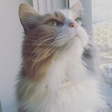 Entry image for Aurora