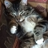 Entry image for Charlie Brown