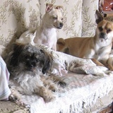 Entry image for Spike, Peaches and Rebel