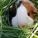 Entry image for Millie Rose Button-Bottom