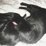 Entry image for Daisy and Dahlia