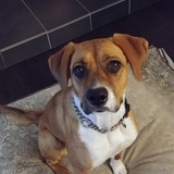 Entry image for Lucy (used to be Sky)