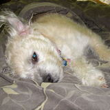 Entry image for Vienna