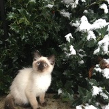 Entry image for Momo