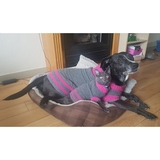 Entry image for Mj  (Dog) & Katniss (Cat)