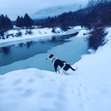 Entry image for Shady