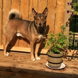 Entry image for Bruno