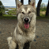 Entry image for Ariya 