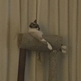 Entry image for Levi