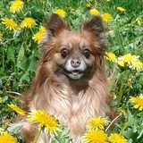 Entry image for misty