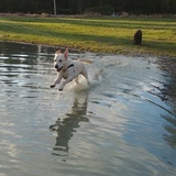 Entry image for Charlie Brown