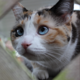 Entry image for Lily