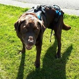 Entry image for Chewie