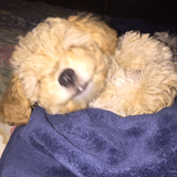 Entry image for Fernie