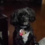 Entry image for Belle