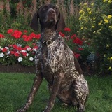 Entry image for Ruger