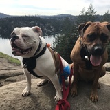 Entry image for Jigsaw and Arthur