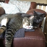 Entry image for Henry