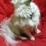 Entry image for Albi