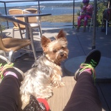 Entry image for Phoebe