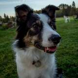 Entry image for Josie