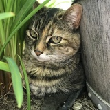 Entry image for Rosie