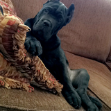 Entry image for Tank