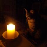 Entry image for Mavis