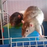 Entry image for Ben and Bubbles