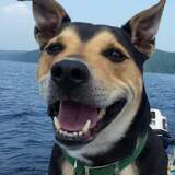 Entry image for Gizmo