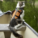 Entry image for Pips