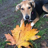 Entry image for Luna 