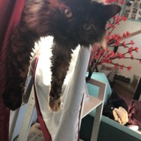 Entry image for Meredith 