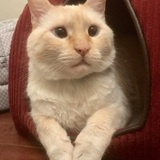 Entry image for Q-Tip