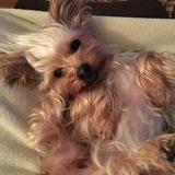 Entry image for Sweety 