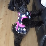 Entry image for Luna