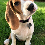 Entry image for Pluto