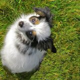 Entry image for Zorro