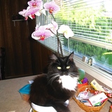 Entry image for Moxie