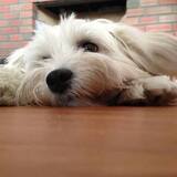 Entry image for Mandi