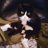 Entry image for Tiny Cat aka Tiny Tate aka Barb