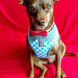 Entry image for Hanu