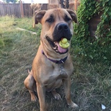 Entry image for Nova