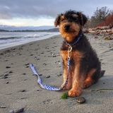 Entry image for Rupert Bear