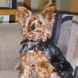 Entry image for Morgan