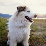 Entry image for Leila