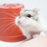 Entry image for Bheighkeigh