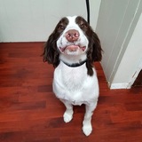 Entry image for Luna