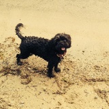 Entry image for Wilf