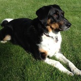 Entry image for Shadow